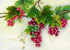 Grapes on Branches DIY Painting